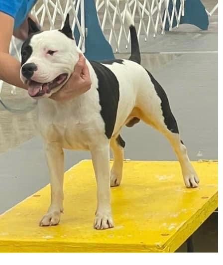 Flash, an AKC American Staffordshire Terrier stud dog at Winterwood Amstaffs, standing on a show table